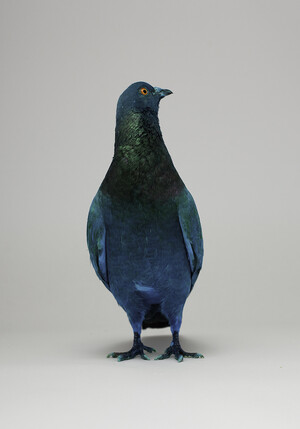 Thumbnail for Some Pigeons Are More Equal Than Others
