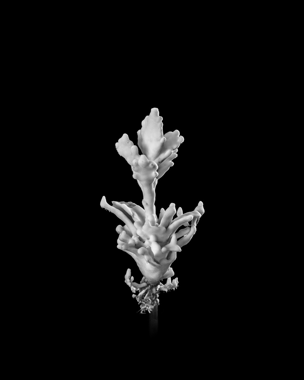 Thumbnail for Tropisme